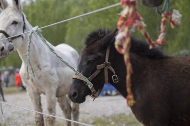 Kestane rengi bir yavru ve bir eşek