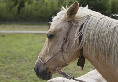Palomino mare portresi