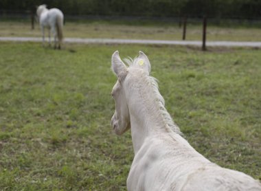 Cremello Tay (veya albino)