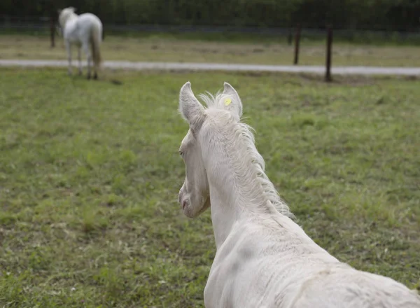 Cremello Tay (veya albino)