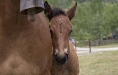 Defne veya kestane Tay 's anne gizlidir