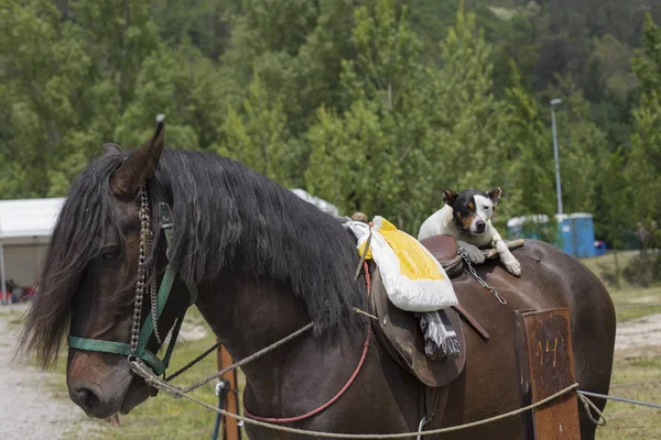 A dog rides a horse