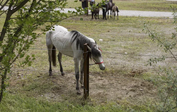 Vista Aérea Cavalo Dapple Cinza — Fotografia de Stock