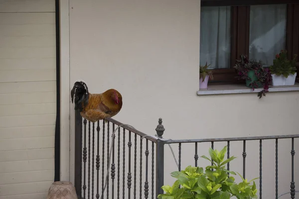 Gallo Está Durmiendo Sobre Riel Del Balcón — Foto de Stock