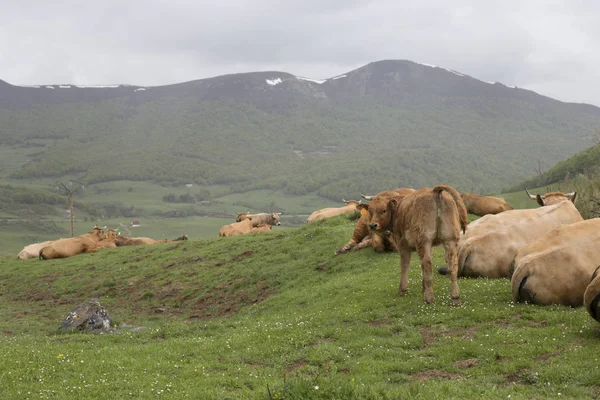 Calf Lot Cows — Stock Photo, Image