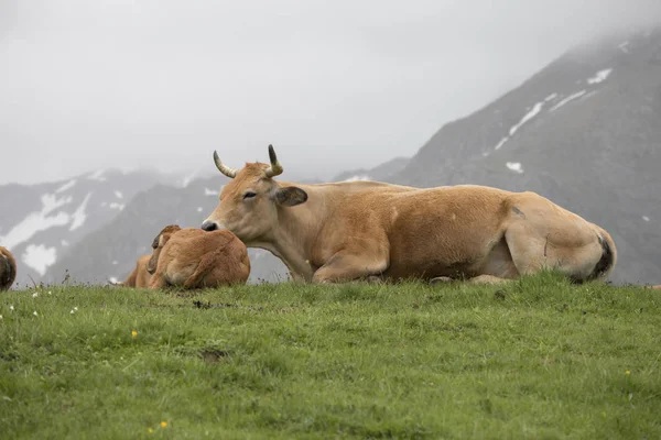 Vaca Vitelo Montanha — Fotografia de Stock