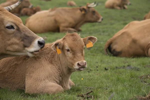 Porträt Einer Kuh Und Eines Kalbes — Stockfoto