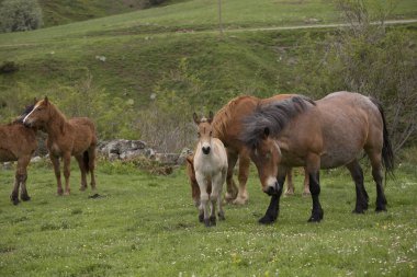 Vahşi atların grubu