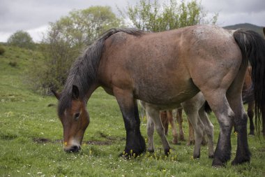 Vahşi atların grubu