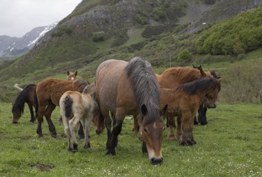 Vahşi atların grubu