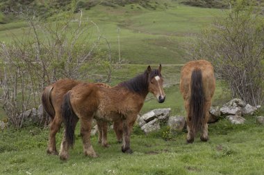 Vahşi atların grubu