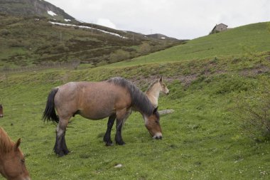 Kısrak ve Tay Mountain