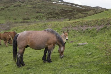Kısrak ve Tay Mountain