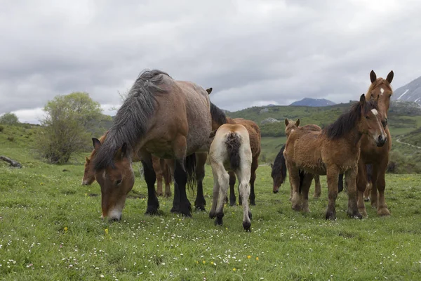 Grupo Cavalos Selvagens — Fotografia de Stock