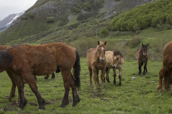 Grupo Cavalos Selvagens — Fotografia de Stock