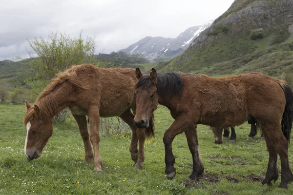 Vahşi atların grubu