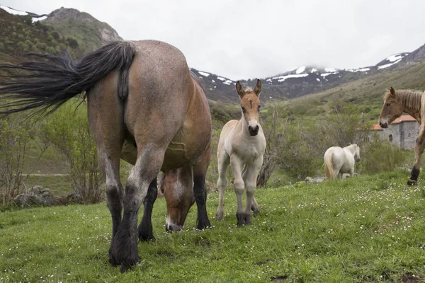 Kısrak ve Tay Mountain