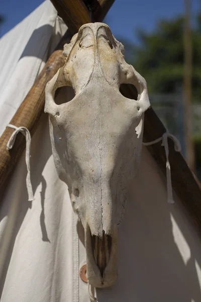 Close up of an animal skull