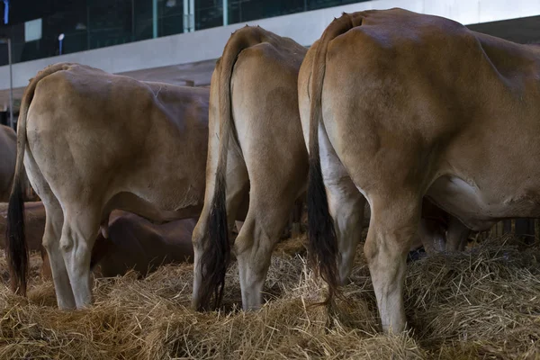 Коровы Выставке — стоковое фото