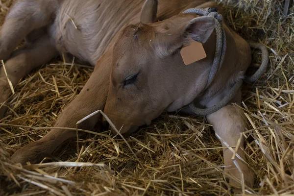 Ein Kalb Schläft — Stockfoto