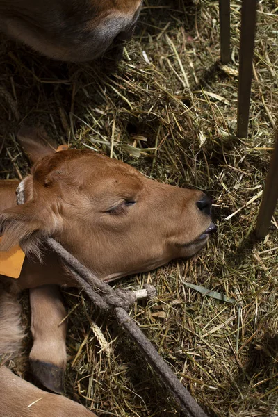 Ein Kalb Schläft Mit Der Zunge Heraus — Stockfoto