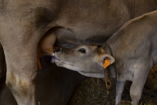 Kalb Saugt Euter Einer Kuh — Stockfoto