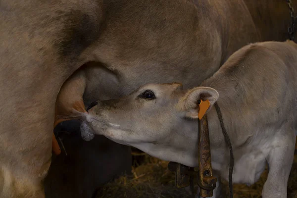 Kalb Saugt Euter Einer Kuh — Stockfoto