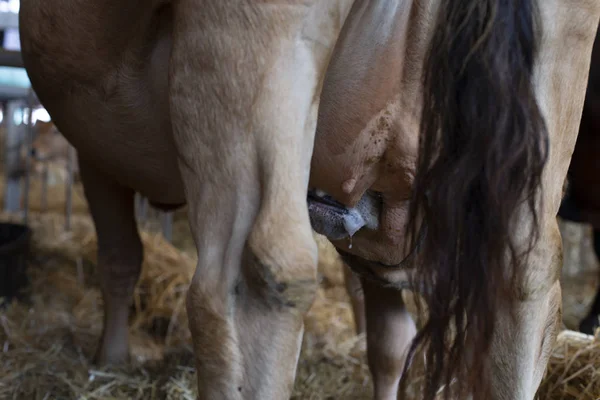 Kalb Saugt Euter Einer Kuh — Stockfoto