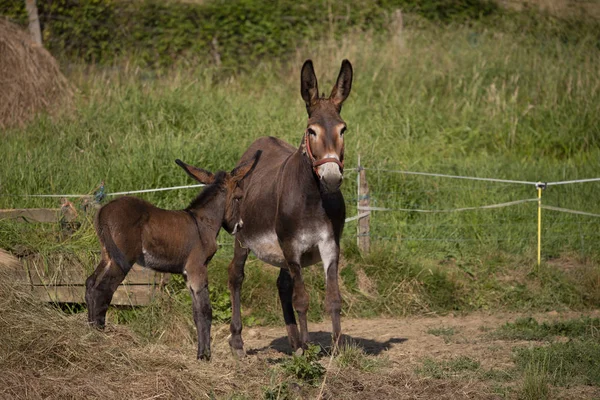 Burro Mãe Bebê — Fotografia de Stock