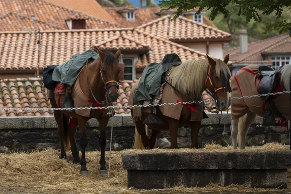 Gros Plan Des Chevaux Selle — Photo