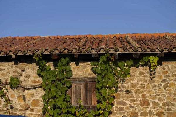 Vine Leaves Wall — Stock Photo, Image