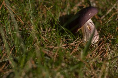 Mantarları kapatın.