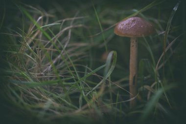 Mantarları kapatın.