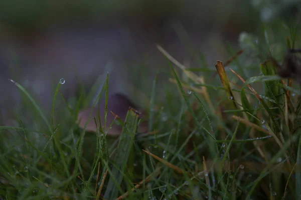 Tau Auf Dem Gras — Stockfoto