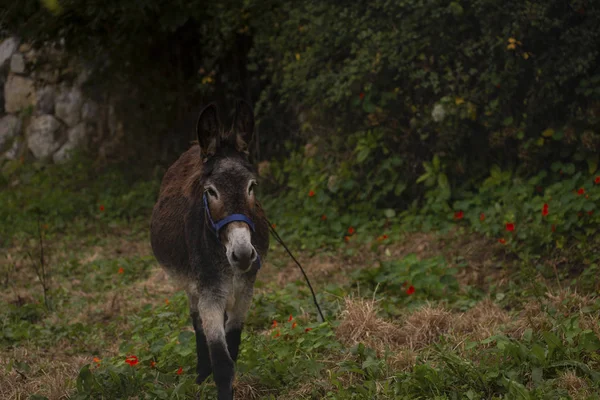 Retrato Burro — Fotografia de Stock