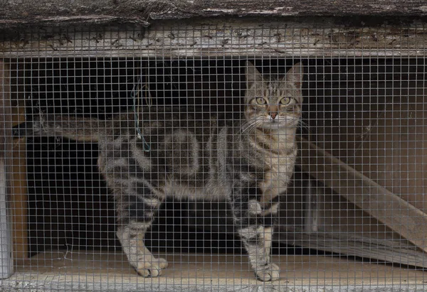 Gato Atrás Uma Grade Janela — Fotografia de Stock