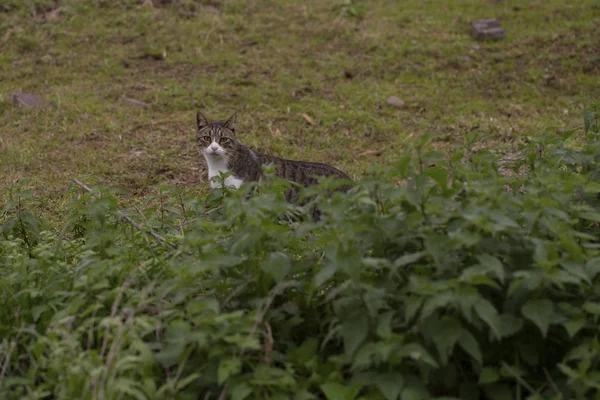 Gato Está Escondido — Foto de Stock