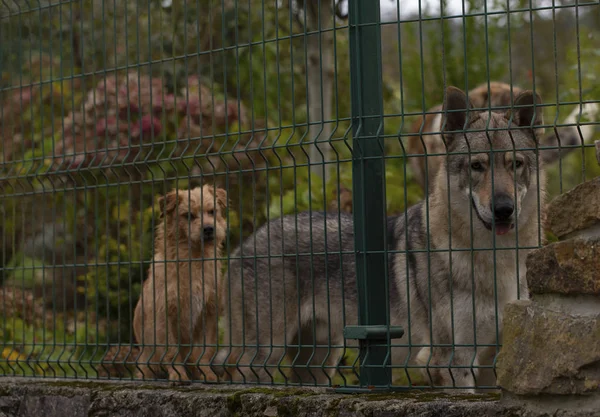 Çitin arkasındaki köpekler