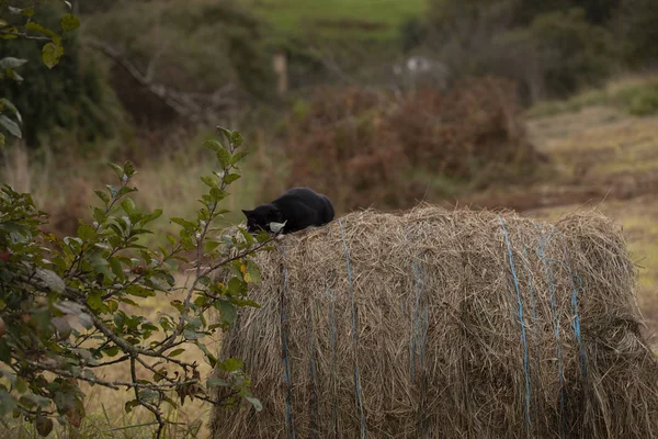 Gato Preto Sobre Fardo Feno — Fotografia de Stock