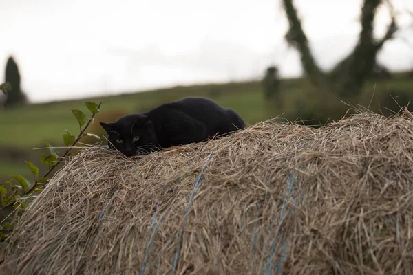 Gato Preto Sobre Fardo Feno — Fotografia de Stock