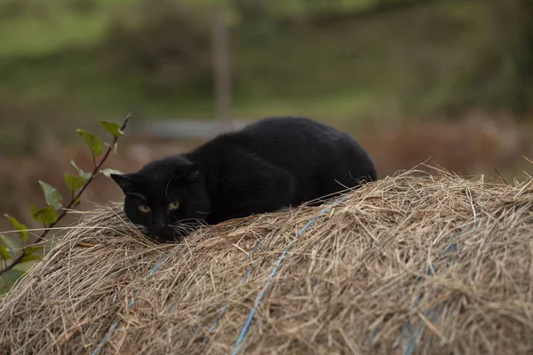 Чорний Кіт Над Тюком — стокове фото