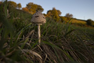 Lepiota bir çayırda