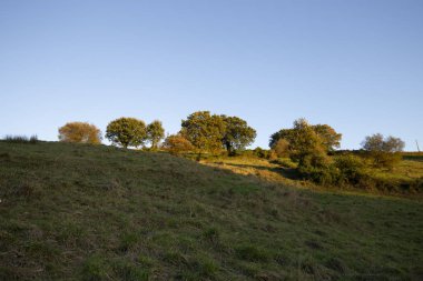 Bir orman gün batımında