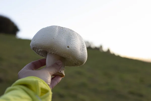 Kadın bir agaricus arvensis tutuyor