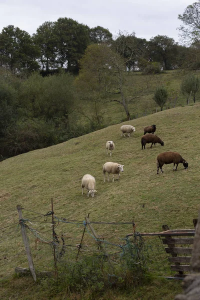 卡斯特拉纳羊在秋天繁殖 — 图库照片