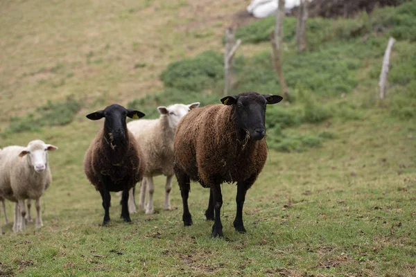秋のカステラーナ羊の品種 — ストック写真