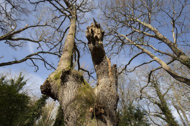 Aşağıda bir ağaç görünümü
