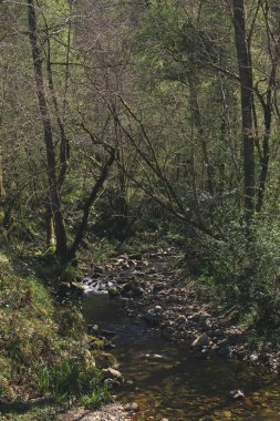 arka planda ormanda güzel nehir