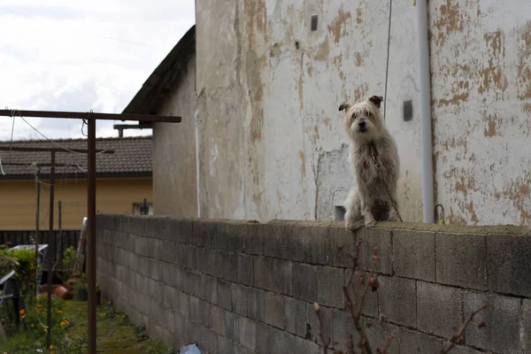 A dog is barking on a wall on background