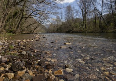 güzel orman ve nehir. Doğal kompozisyon
